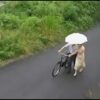 Thumbnail of related posts 029